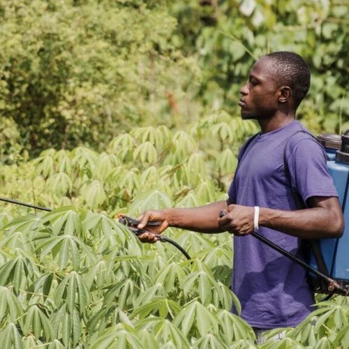 How Pesticides End Up in Your Dinner - Jamaica Observer